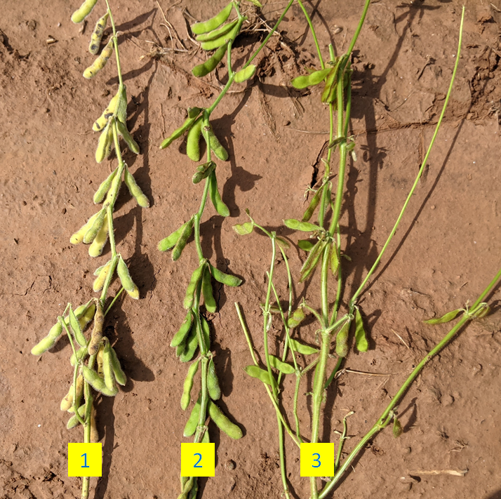 Soybean Planting Dates: A Historical Review and Current Evaluation of the Effects on Growth, Development and Yield in Central Louisiana 